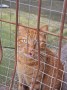 Garfield (2)4